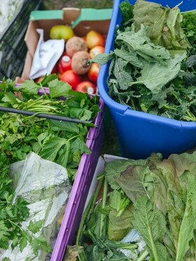 Una selezione di diversi tipe di foglie